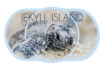 Jekyll Island, Georgia - Hawksbill Turtle Hatching - Contour - Lantern Press Photography