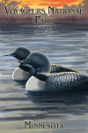 Voyageurs National Park, Minnesota  - Loon Family