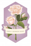 John F. Kennedy Rose - Vintage Flora - Hybrid Tea Rose - Contour