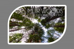Muir Woods National Monument, California - Photography - Trees Looking Up - Contour