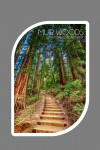 Muir Woods National Monument, California - Photography - Stairs - Contour