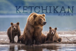 Ketchikan, Alaska - Photgraphy - Grizzly Bear Family