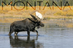 Montana - Photography - Bull Moose in River