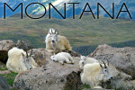 Montana - Photography - Mountain Goat Kids