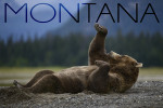 Montana - Photography - Playful Grizzly Bear