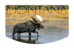 Montana - Photography - Bull Moose in River - Contour
