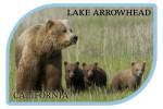 Lake Arrowhead, California - Black Bear & Cubs with Flowers - Contour
