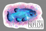 Death Valley National Park, California - Watercolor - Devils Hole Pupfish - Contour