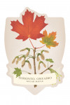 Toronto, Ontario - Vintage Flora - Sugar Maple - Contour