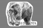 South Dakota - Photography - American Bison Covered in Frost in Black & White - Contour