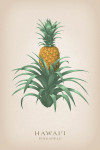 Hawai'i - Vintage Flora - Pineapple