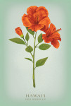 Hawai'i - Vintage Flora - Red Hibiscus