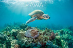 Hawai'i - Photography - Sea Turtle & Coral Reef