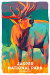 Jasper National Park, Canada - Roosevelt Elk - Vivid