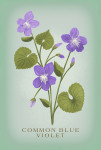 Vintage Flora - Common Blue Violet