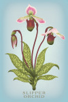 Vintage Flora - Slipper Orchid