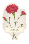 Vintage Flora - Scarlet Carnation - Contour