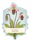 Vintage Flora - Slipper Orchid - Contour