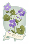 Vintage Flora - Common Blue Violet - Contour