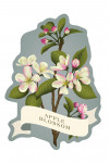 Vintage Flora - Apple Blossom - Contour