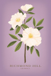 Richmond Hill, Georgia - Vintage Flora - Cherokee Rose