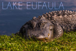 Lake Eufaula, Alabama - Photography - Slumbering Gator