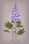 Bend, Oregon - Vintage Flora - Lupine