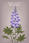 Kalama, Washington - Vintage Flora - Lupine