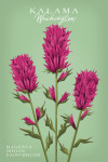 Kalama, Washington - Vntage Flora - Magenta Indian Paintbrush