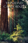Trinidad, California - Photography - California Redwoods - Sunlit Trees