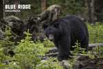 Blue Ridge, Georgia - Photography - Black Bear