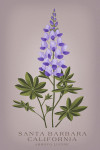 Santa Barbara, California - Vintage Flora - Arroyo Lupine