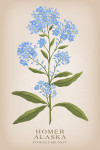 Homer, Alaska - Vintage Flora - Forget-Me-Not
