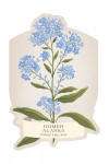 Homer, Alaska - Vintage Flora - Forget-Me-Not - Contour
