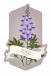 Homer, Alaska - Vintage Flora - Lupine - Contour