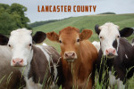 Lancaster County, Pennsylvania - Photography - Three Funny Cows Looking at the Camera