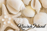 Kiawah Island, South Carolina - Photography - Starfish & Shells
