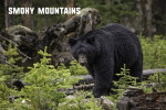 Smoky Mountains - Photography - Black Bear