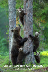 Great Smoky Mountains National Park - Photography - Black Bears in Tree