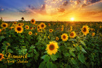 Bismarck, North Dakota - Photography - Beautiful Sunset Over a Sunflower Field