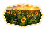 Bismarck, North Dakota - Photography - Beautiful Sunset Over a Sunflower Field - Contour