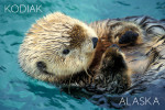 Kodiak, Alaska - Photography - Sea Otter