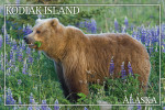 Kodiak Island, Alaska - Photography - Grizzly Bear & Wildflowers - James T. Jones