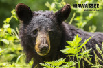 Hiawassee, Georgia - Photography - Black Bear Portrait