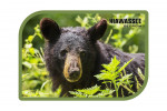 Hiawassee, Georgia - Photography - Black Bear Portrait - Contour