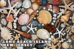 Long Beach Island, New Jersey - Photography - Colorful Collection of Seashells, Driftwood, Pebbles, & Starfish