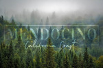 Mendocino, California - Photography - Fog & Forest