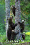 Dahlonega, Georgia - Photography - Black Bears in Tree
