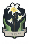 Vintage Flora Noir - Avalanche Lily - Contour