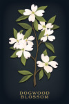 Vintage Flora Noir - Dogwood Blossom